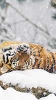 descargar wallpaper de animales